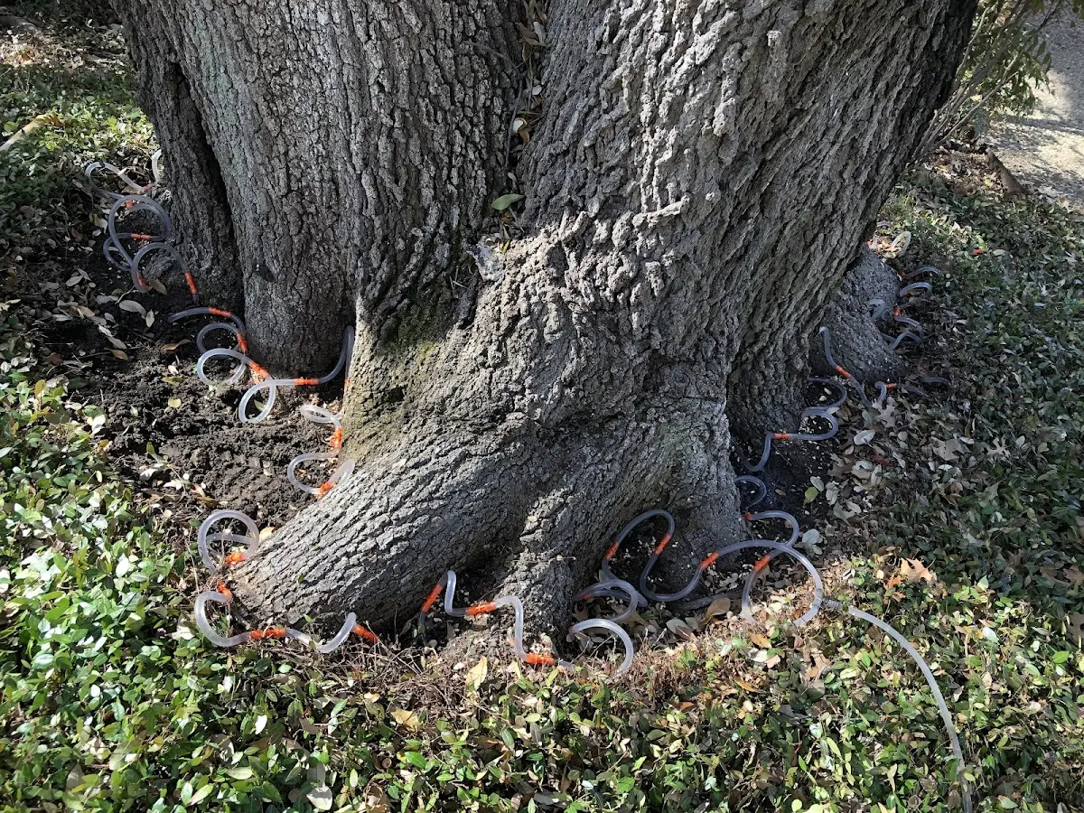 Detailed Tree Cabling and Bracing job site in Lower Salem