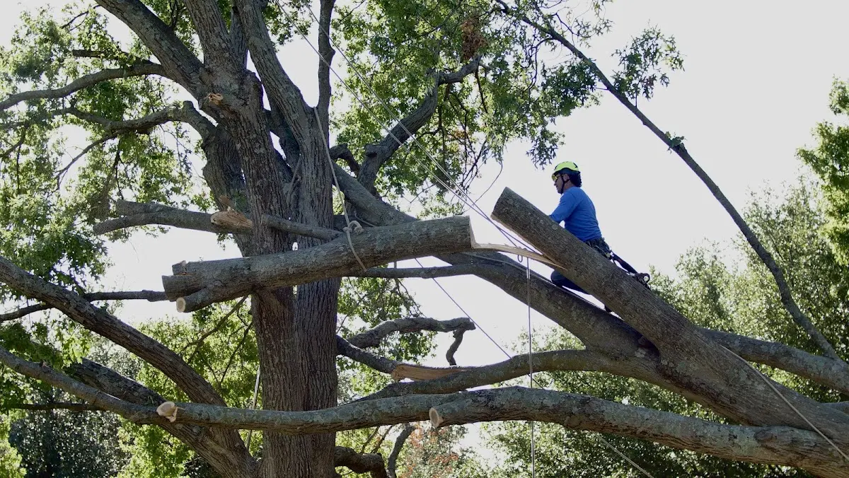 Professional Crown Thinning performed by certified arborists in Lower Salem